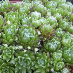 Sempervivum - Dachwurz - Hauswurz